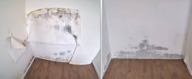 Mold Removal and Inspection in Fergus Falls, MN